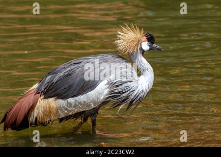 Beautiful grey crowned Common crane (Grus Grus) Posing placidly Stock Photo