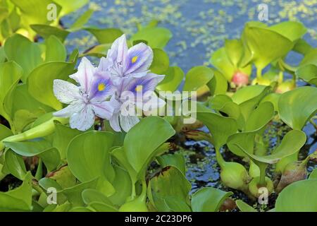 Blooming water hyacinth Eichhornia Stock Photo
