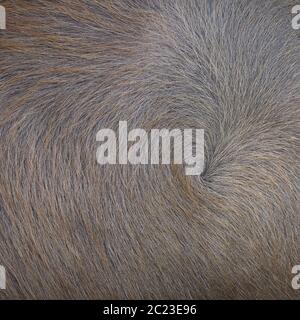buffalo fur texture background Stock Photo