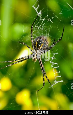 A spider,  Argiope bruennichi,  of considerable size and threatening aspect Stock Photo