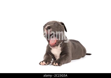 A tired and yawning purebred American Bully or Bulldog pup with blue and white fur lying down isolated on a white background Stock Photo