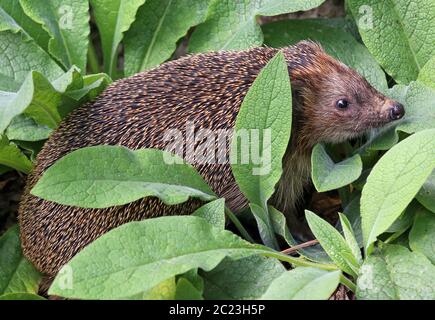 Hedgehog Erinaceus europaeus in our garden Stock Photo