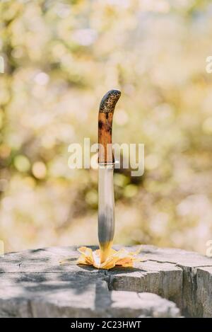 Knife stabbed in the yellow leaves and old stump in the autumn forest Stock Photo