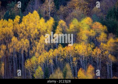 Fall Colors in the Caucasus Mountains, Georgia Stock Photo
