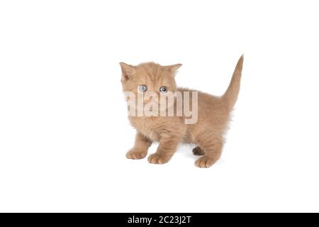 Little British Shorthair kitten in cinnamon against white background Stock Photo
