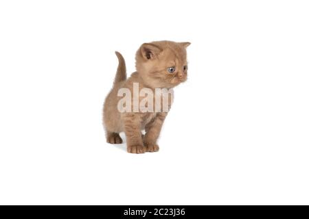 Little British Shorthair kitten in cinnamon against white background Stock Photo