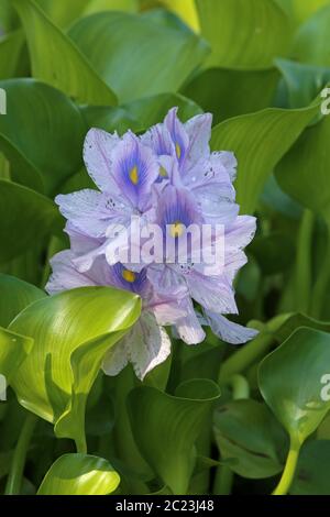 Flowering water hyacinths Eichhornia Stock Photo