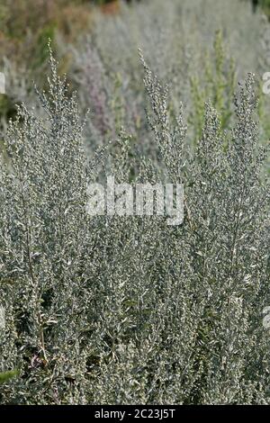 Wormwood herb Artemisia absinthium Stock Photo