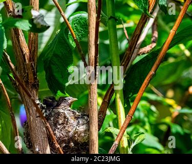 European goldfinch (Carduelis carduelis) nest with chicks - London, United Kingdom Stock Photo