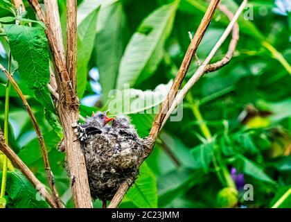 European goldfinch (Carduelis carduelis) nest with chicks - London, United Kingdom Stock Photo