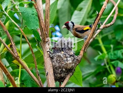 European goldfinch (Carduelis carduelis) nest with chicks - London, United Kingdom Stock Photo