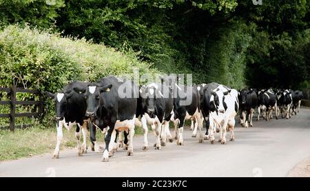 Dairy herd walking down a country road Stock Photo