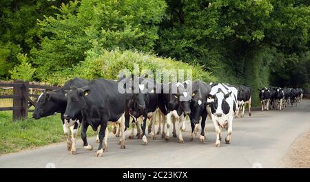 Dairy herd walking down a country road Stock Photo