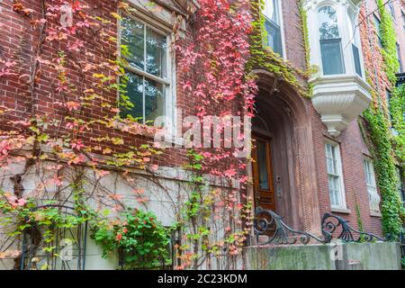 Victorian homes from street in Boston red btick exterior with Boston ivy in autumn colors draped down walls and around windows. Stock Photo