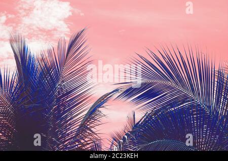 Palm silhouettes warm Living Coral skies tropical Stock Photo