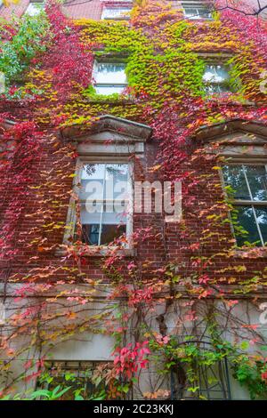 Victorian homes from street in Boston red brick exterior with Boston ivy in autumn colors draped down walls and around windows. Stock Photo