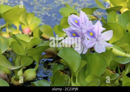 Floating water hyacinths Eichhornia Stock Photo