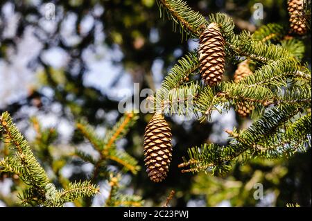 Conifer cones hanging off tree branches. Stock Photo