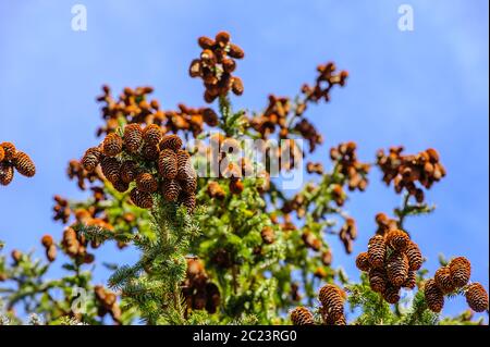 Many clusters of conifer cones hanging off tree branches against blue sky. Stock Photo