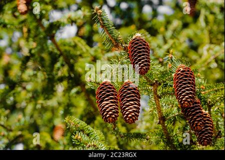 Cluster of conifer cones hanging off tree branch. Stock Photo
