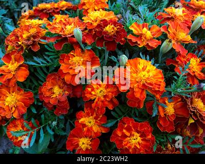 Red flowers. Beautiful blooming meadow Stock Photo