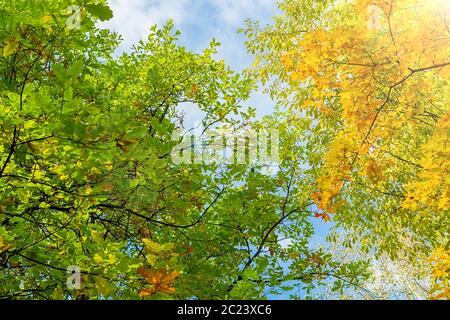 yellow and green autumn maple and oak leaves on the branches of trees against a blue sky with sun highlights Stock Photo