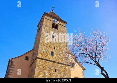 the St. Laurentius church in Gimmeldingen during the almond blossom, Germany Stock Photo