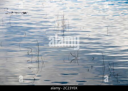 Dry grass in the river silhouette, detail of reed in the pond in high contrast Stock Photo