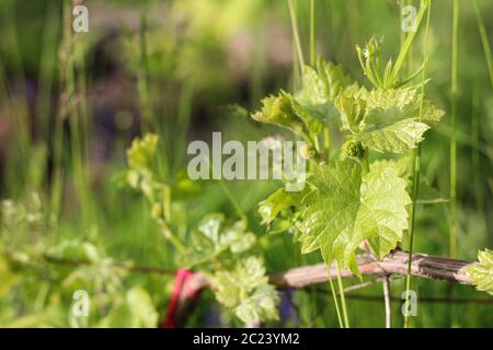 Young small green leaves and clusters on a vine against a background of blurry spikelets Stock Photo