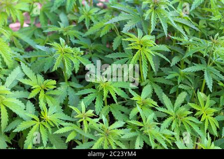 Light green leaves of bushes of a ganja in the sunset light Stock Photo