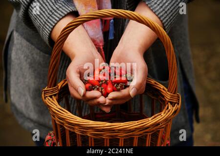 Woman holds rosehips in her hands Stock Photo