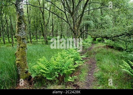 Path through woodland near Bonaly, Edinburgh, Scotland, UK. Stock Photo