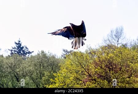 Flying black kite (Milvus migrans) Stock Photo