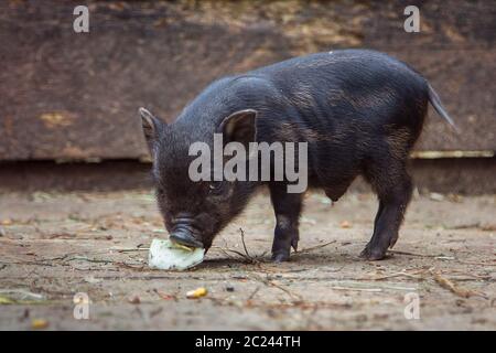 Black mini piglet eating. Curious little piglet on a farm looking at the camera. Little baby Black Pig in sty at farm. Black mini pig of the Vietnames Stock Photo