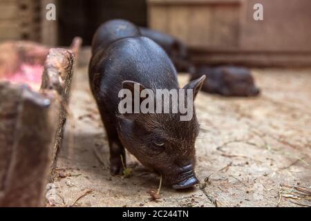 Black mini piglet eating. Curious little piglet on a farm looking at the camera. Pig Farming Is Raising And Breeding Of Domestic Pigs. Little baby Bla Stock Photo