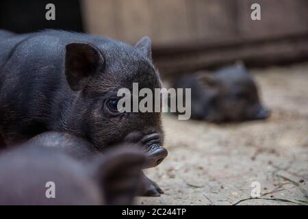 Black pig on the farm. Curious little piglet on a farm looking at the camera. A group of black piglets playing in the pigsty on the farm. Black mini p Stock Photo