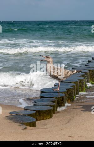 Brown Herring Gull stands screaming on a wooden pole on the sandy beach of the Baltic Sea Stock Photo