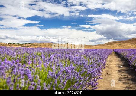lavender field in New Zealand Stock Photo