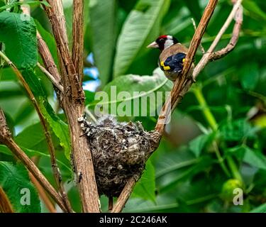 European goldfinch (Carduelis carduelis) nest with chicks - London, United Kingdom Stock Photo