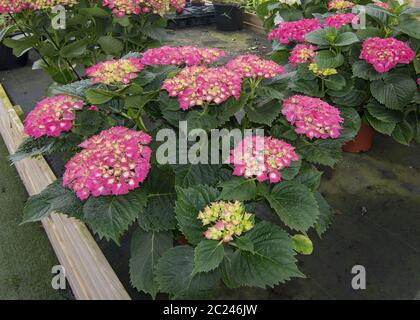 Pink hortensia flowers Stock Photo