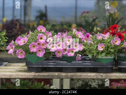 Pink petunia flowers Stock Photo