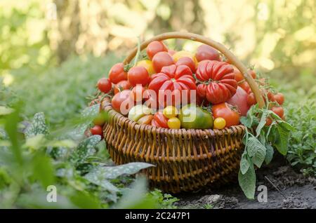 Tomatoes in a basket on abstract blurry bokeh background. Stock Photo