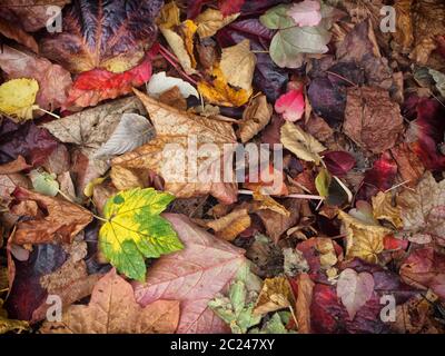 mixed autumn leaves background with different shades of fall colors Stock Photo