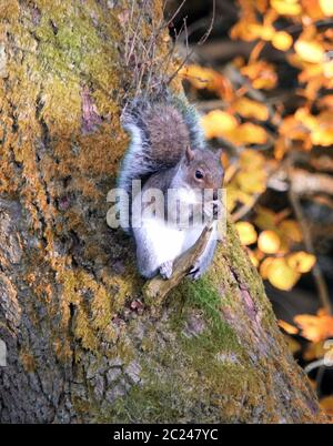 grey squirrel perched on a branch on a tree trunk in autumn woodland Stock Photo