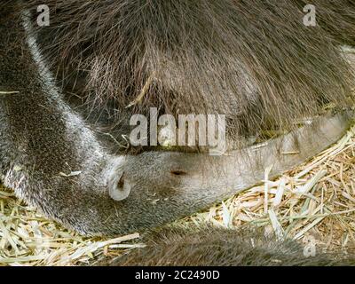 A sleeping anteater, he lies and has laid his long nose around his body. Pickup in the top view and closeup. Stock Photo