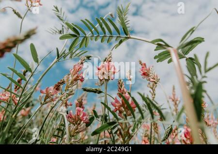 Low angle view of wild flowers, Onobrychis viciifolia, on a sky with fluffy clouds background Stock Photo