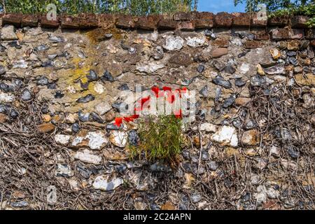Poppies growing on the side of an old flint wall. Suffolk, UK. Stock Photo