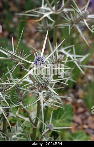 Ornamental sea holly (probably Eryngium variifolium) in flower with the characteristic marbled basal leaves just visible blurred in the background. Stock Photo