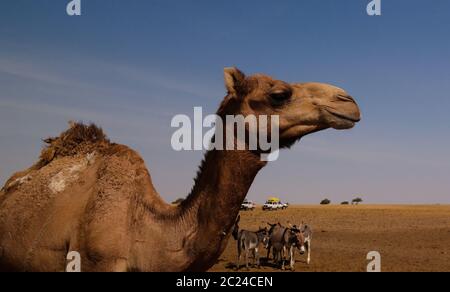 Portrait of drinking camels at the desert well in Djibriga at Barh-El-Gazal, Chad Stock Photo