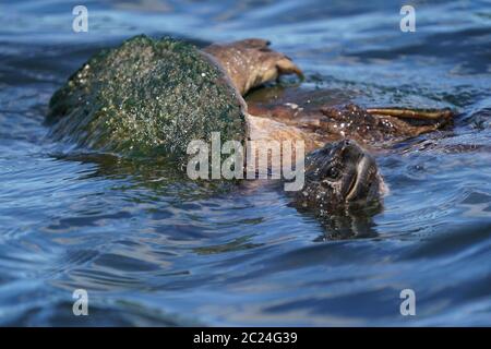 Snapping Turtles mating out in the channel Stock Photo - Alamy
